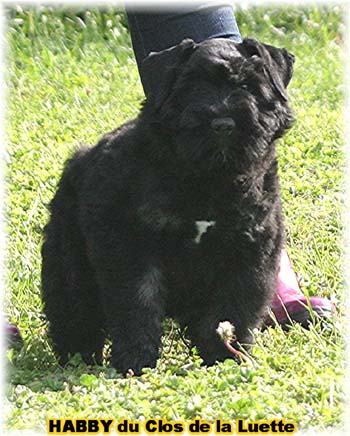 CHIOT Bouvier des Flandres  de l'Elevage du CLOS DE LA LUETTE - COPYRIGHT DEPOSE